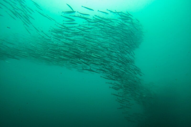 A large school of fish swims underwater in a synchronized formation, creating a dynamic wave-like pattern against a teal backdrop. The scene conveys movement and harmony in the aquatic environment.