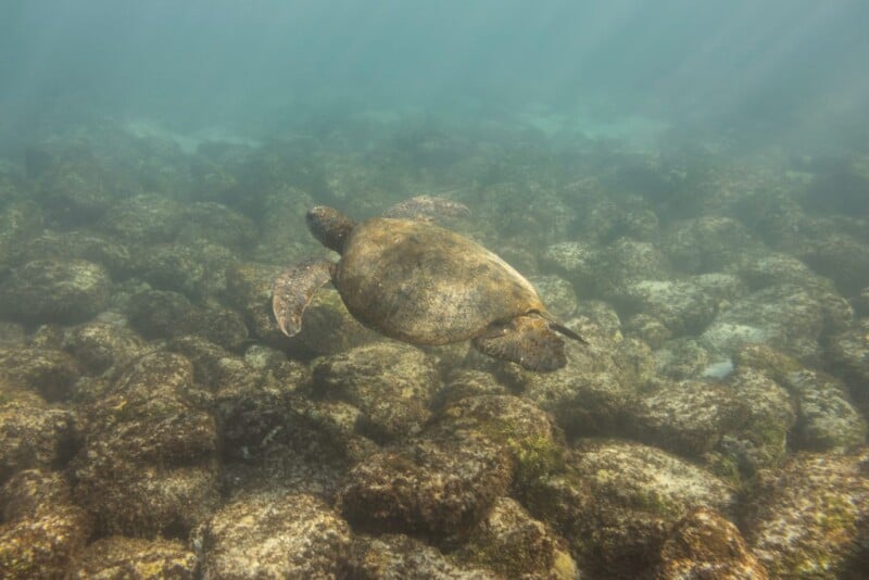 A sea turtle swims gracefully above a rocky seabed, surrounded by a hazy, light-filled underwater environment.