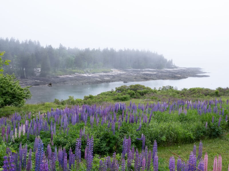 A misty coastal landscape with purple lupines in the foreground, a calm body of water, and a rocky shoreline. Evergreen trees are visible through the fog in the background, creating a serene and peaceful atmosphere.