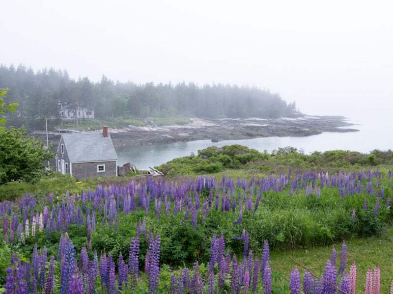 A misty coastal scene with a small grey house surrounded by a field of purple lupines. The background features rocky shores, evergreen trees, and a calm body of water under a cloudy sky.