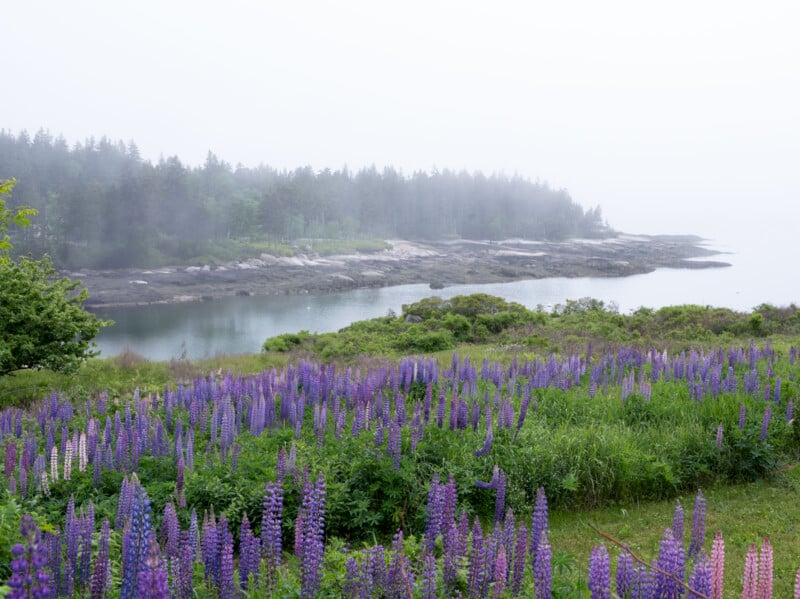 A misty coastal landscape featuring a rocky shoreline, a calm body of water, and a foreground of lush purple lupine flowers and greenery under an overcast sky. In the distance, a dense forest is partially obscured by fog.