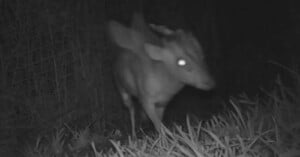 A nighttime black and white trail camera image shows a deer with glowing eyes standing on grass, partially obscured by motion blur, with a dark background.