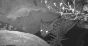 A black and white image shows a wild cat with bright, glowing eyes, crouched among rocks and foliage at night. The cat has a spotted coat, blending into the natural surroundings.