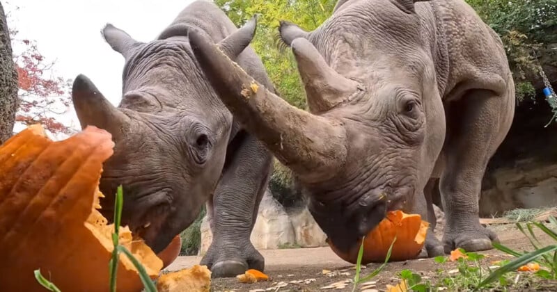 Two rhinos with large horns eat broken pieces of an orange pumpkin on the ground. They stand close together, surrounded by greenery and trees in the background.