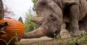 A rhinoceros curiously examines an orange pumpkin on the ground. The rhino's horn and large body are prominent, with a backdrop of trees and dirt. The scene captures an autumnal feel in a natural setting.