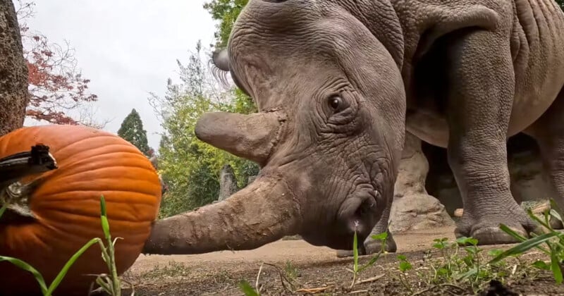 A rhino curiously examines an orange pumpkin on the ground. The rhino's horn and large body stand out against the background of trees and earth. The scene captures an autumnal feel in a natural setting.