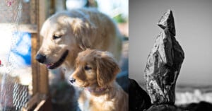 On the left, two golden retriever dogs, one adult and one puppy, gaze through a wire fence. On the right, a black and white image of a tall, balanced stack of stones against a blurred background.