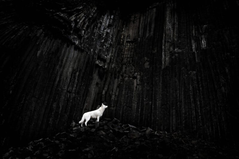 A lone white wolf stands on a pile of rocks at the base of towering, dark, vertical rock formations. The high contrast between the wolf's fur and the dark background emphasizes its solitary presence in the dramatic, rugged landscape.