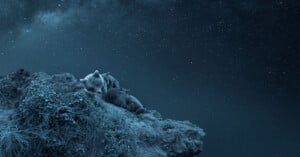 A mother bear and her three cubs are sleeping on a rocky cliff under a starry night sky. The scene is serene and illuminated by moonlight, with the vast expanse of stars providing a beautiful backdrop. A few plants and patches of grass are visible on the cliff.

.