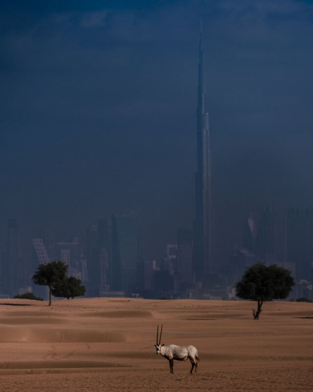 A lone oryx stands on the sandy desert with two scattered trees; in the distance, the skyline of a modern city with a tall, striking skyscraper looms under a dark sky.