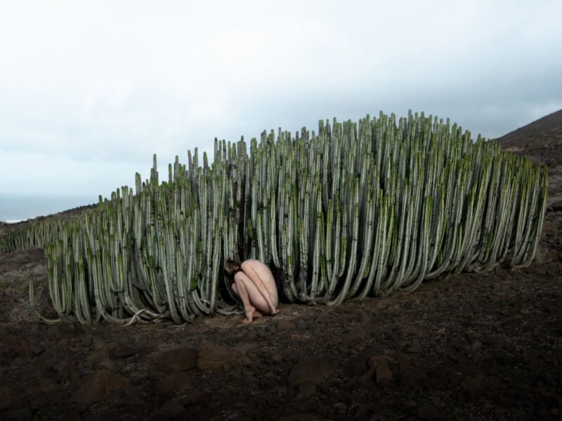 A large cluster of tall, green cacti grows on rocky terrain under a cloudy sky. A person is crouched and partially concealed among the cacti's thick stems, blending into the scene.