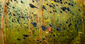 Underwater scene of numerous tadpoles swimming among long, vertical aquatic plants. The water is greenish, and sunlight filters through, illuminating the dense and lively underwater habitat.