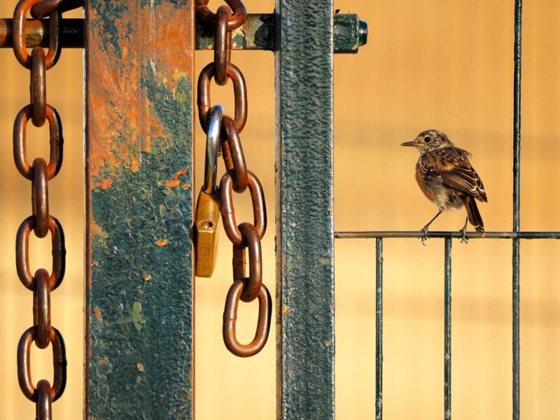 A small bird perches on a metal fence next to a rusty chain and padlock on a weathered gate. The background is a warm, blurred yellow, highlighting the bird's delicate appearance.