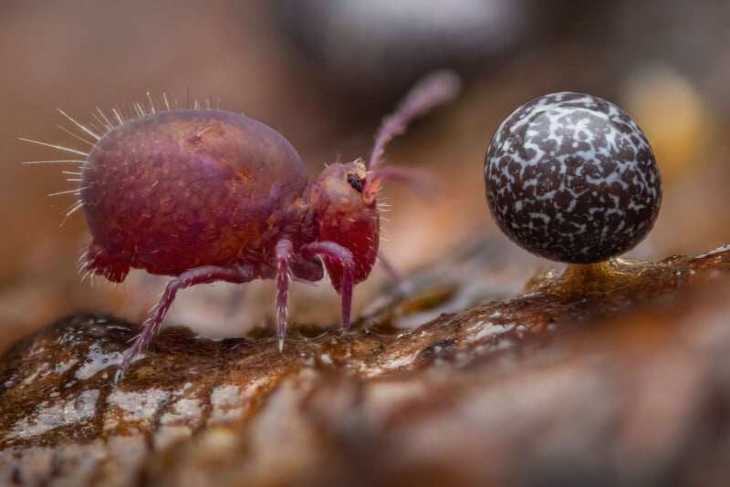 A close-up of a small, pink, fuzzy insect with antennae walking on a brown surface. It faces a round, black and white speckled sphere balanced on the surface. The background is blurred.