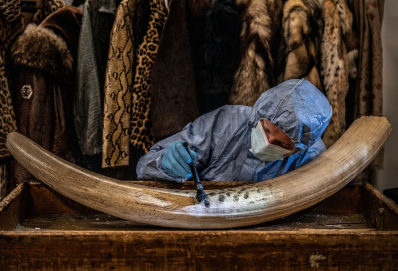 A person in protective clothing and mask examines a large ivory tusk with a brush on a wooden surface. Fur coats and patterned fabrics hang in the background.