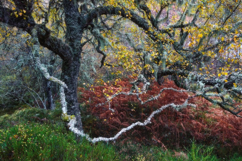 A tree with twisting branches covered in moss and lichen stands against a backdrop of reddish-brown and green foliage, creating a woodland scene filled with autumn colors and textures.