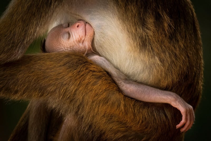 A baby monkey sleeps peacefully, cradled in the arms of its mother. The infant is nestled against the mother's chest, surrounded by her fur, creating a warm and secure embrace.