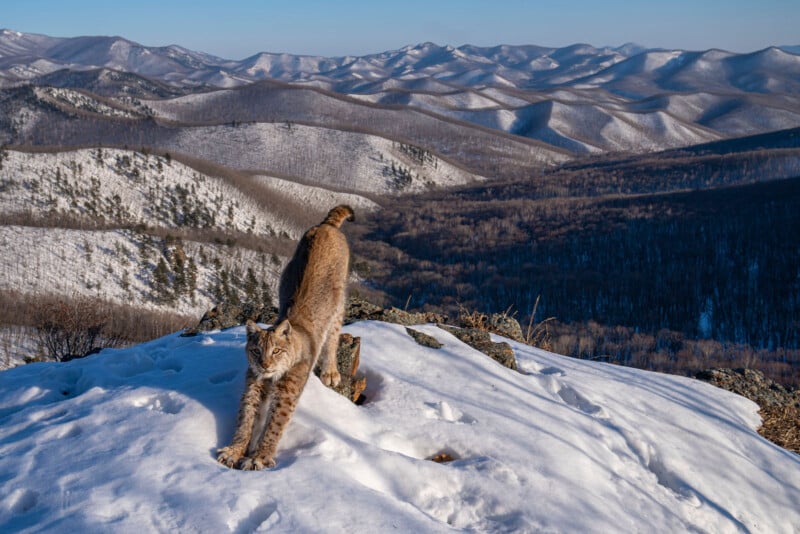 A lynx stretches on a snowy mountain peak, overlooking a vast, undulating landscape of snow-covered hills under a clear blue sky.