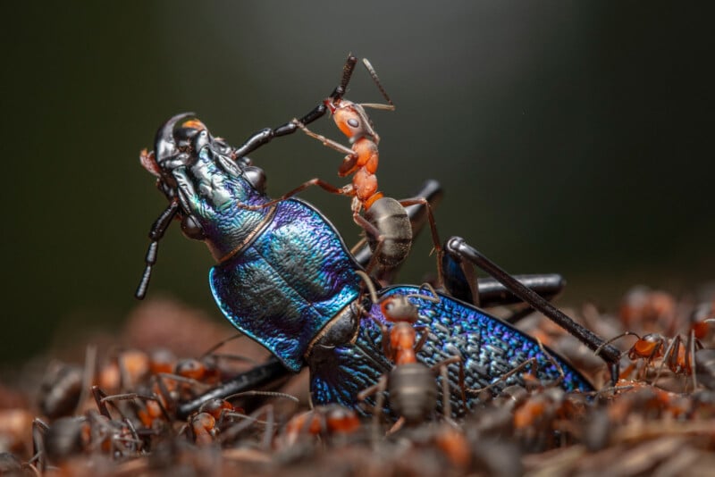 A close-up of a vibrant blue beetle being swarmed by red ants. The beetle's iridescent shell contrasts with the brownish background, as a prominent ant grips its leg, highlighting a struggle for survival.