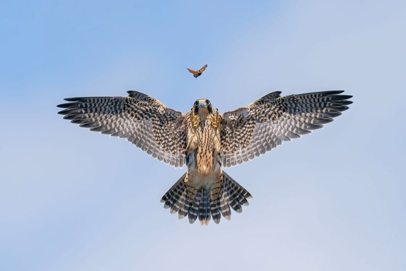 A hawk is soaring in the sky with its wings spread wide, while a butterfly flies above it against a clear blue background.