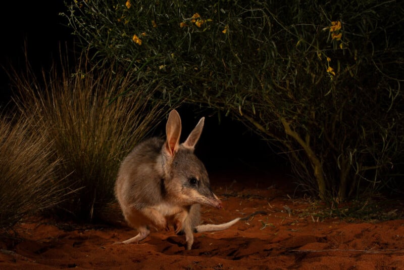 A bilby with large ears and a pointed snout stands on reddish desert soil, partially illuminated. It is surrounded by dry grasses and small green shrubs, with a dark background.