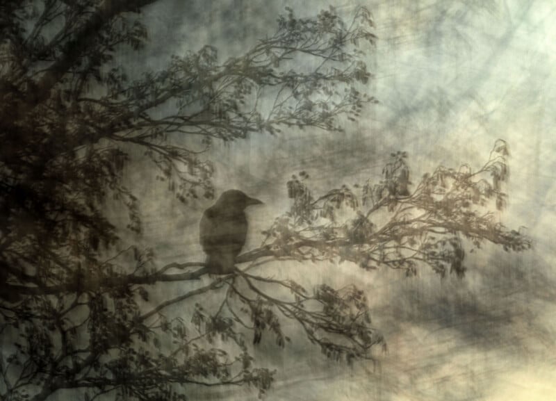 A crow is silhouetted against a misty, textured background, perched on a tree branch with sparse leaves. The scene has an ethereal, ghostly quality, with diffused light filtering through the branches.