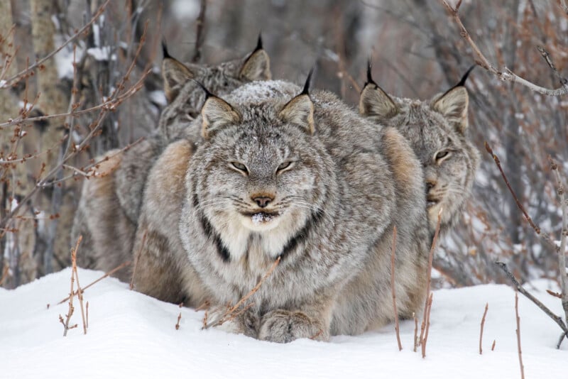 Three lynxes with thick fur rest closely together in a snowy landscape surrounded by bare branches, gazing intently at the viewer.