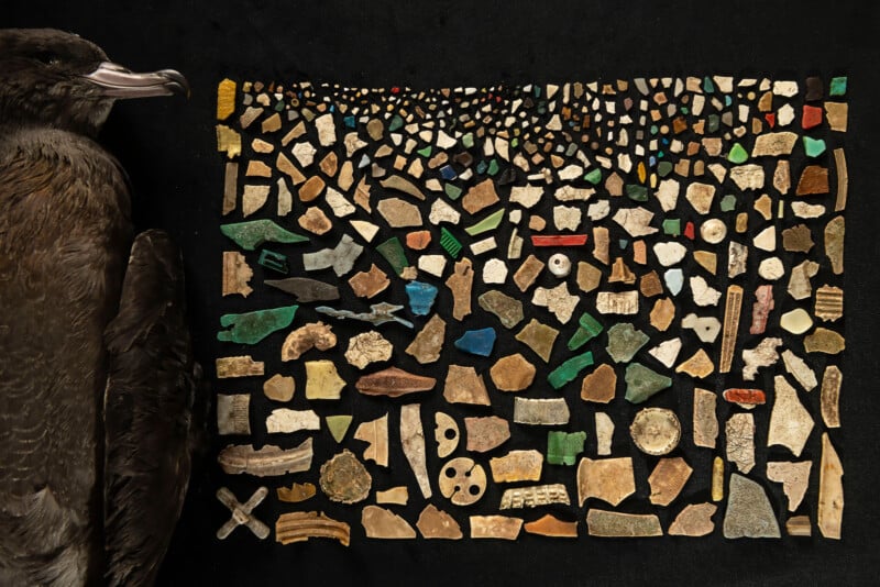 A collection of various small pieces of plastic debris arranged on a black background. To the left, there is a brown bird lying still, suggesting the impact of plastic pollution on wildlife.