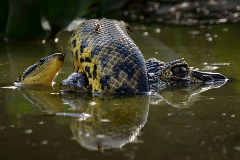 An anaconda and a caiman partially submerged in murky water. The anaconda is coiled around the caiman, with both reptiles' heads visible above water. The scene is set in a natural, swamp-like environment.