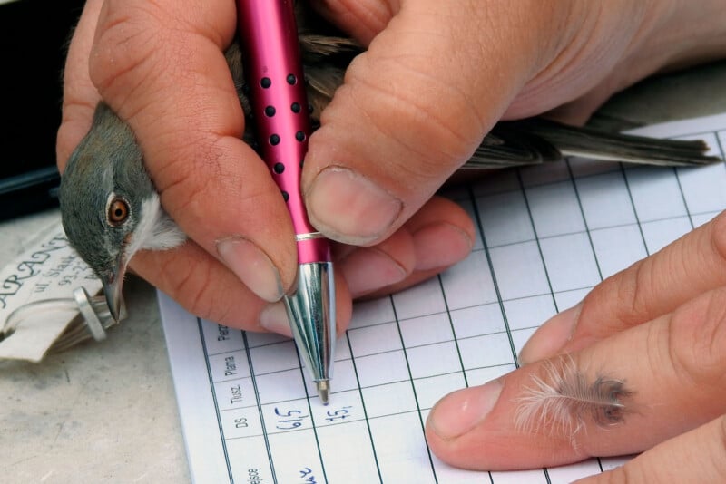 A person's hands are holding a small bird while writing on a form with a pink pen. A small feather is visible on the person's finger. The form appears to have columns with handwritten data.