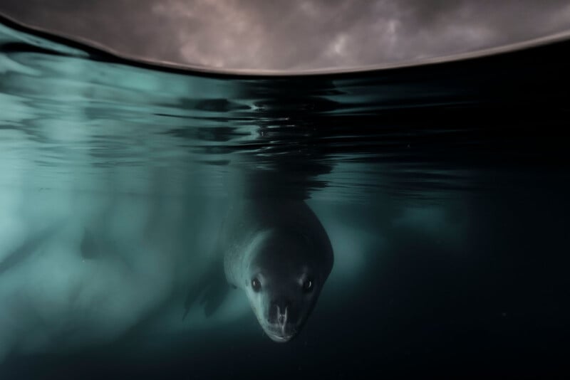 A seal swims underwater, gazing towards the camera. The surface of the water is visible above, with a cloudy sky beyond. The image captures a serene and somewhat mysterious underwater scene.