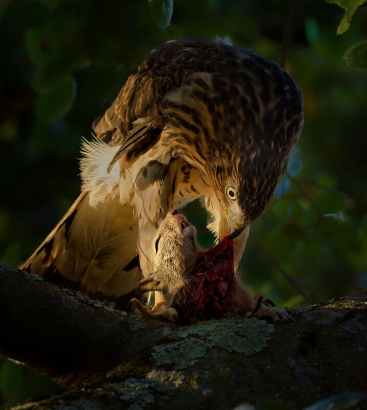 A hawk perches on a tree branch, focused intently on its prey, a small mammal. The scene is set in a dimly lit forest, with the hawk's feathers and the prey's details visible.