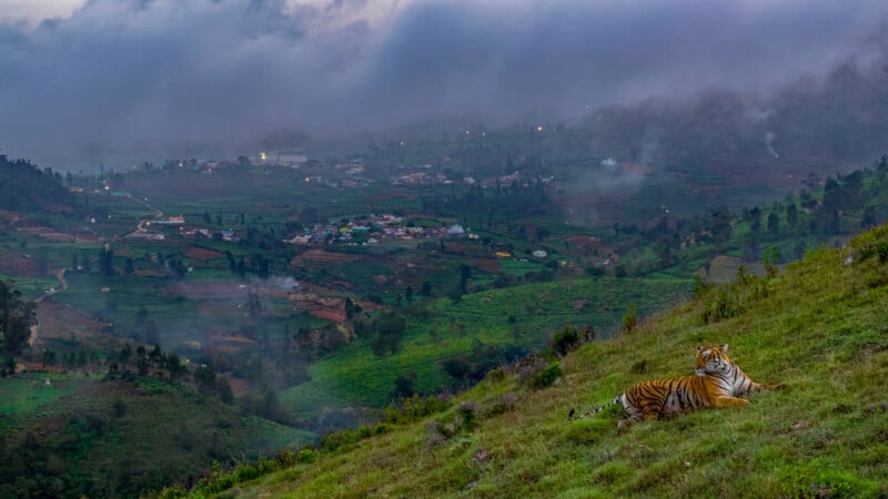 A tiger rests on a grassy hillside overlooking a valley. The landscape features mist-covered mountains, scattered houses, and patches of farmland under a cloudy sky. The scene exudes a tranquil, natural beauty.