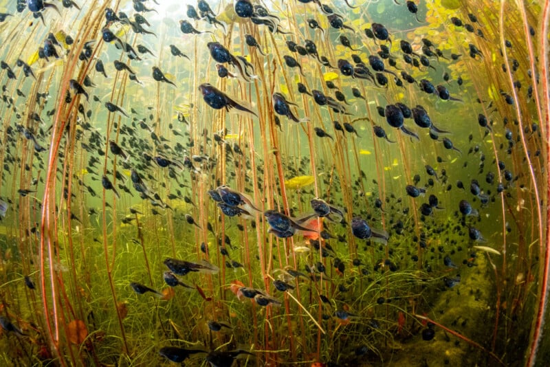 Underwater scene with a large group of tadpoles swimming among tall, thin aquatic plants and green algae. Sunlight filters through the water, creating a shimmering effect.