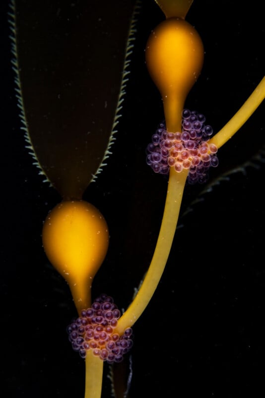 Close-up of underwater kelp with vibrant yellow stems and bulbs. Clusters of small, purple, bead-like structures are attached to the stem, set against a black background.