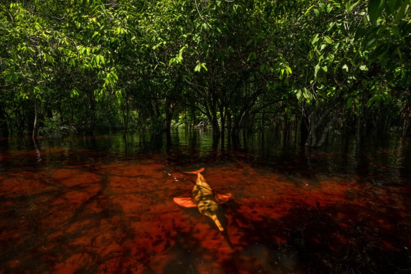 A lone fish swims in the clear, reddish-brown water of a flooded forest, surrounded by lush green trees. Sunlight filters through the leaves, casting dappled shadows on the water's surface.