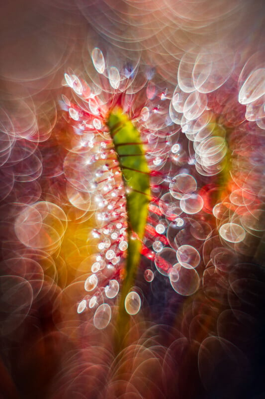 A close-up image of a dewy plant with vibrant green and red leaves surrounded by glistening water droplets. The background features an array of colorful, circular bokeh effects, creating a dreamlike atmosphere.