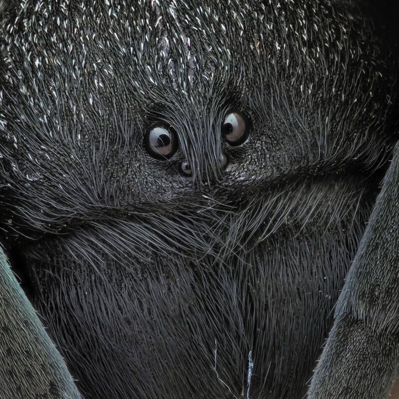 Close-up of a hairy black spider's face, showing two dark glossy eyes and textured fur-like surface. The details highlight the spider's unique features and intricate patterns.