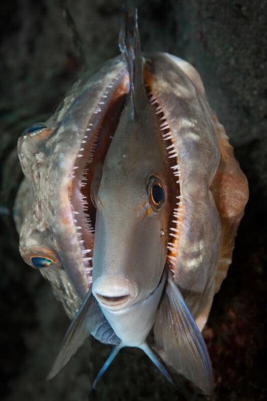 A fish is caught in the partially open mouth of a large clam underwater. The fish is facing the camera, with its body partially encased by the clam's shell. The scene is set against a dark, murky background.