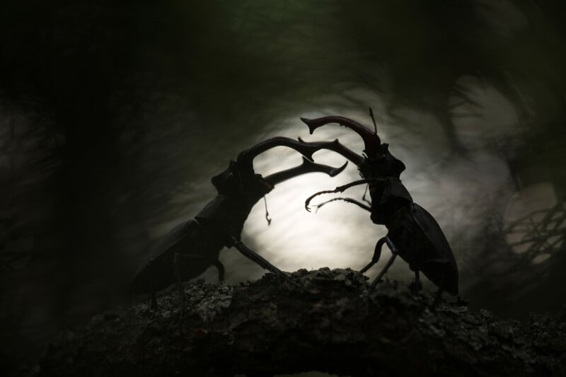 Two stag beetles silhouetted against a blurred background, engaged in combat on a mossy branch. Their large mandibles are prominently featured in the dramatic lighting.