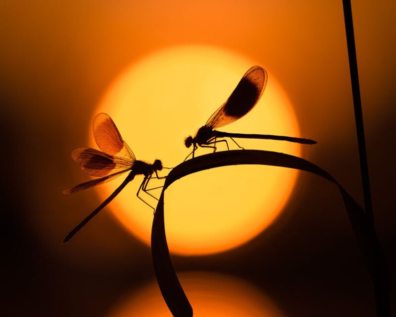 Two dragonflies perched on a curved plant in silhouette against a vibrant orange sunset. The sun forms a glowing backdrop, highlighting the delicate structure of the dragonflies' wings.