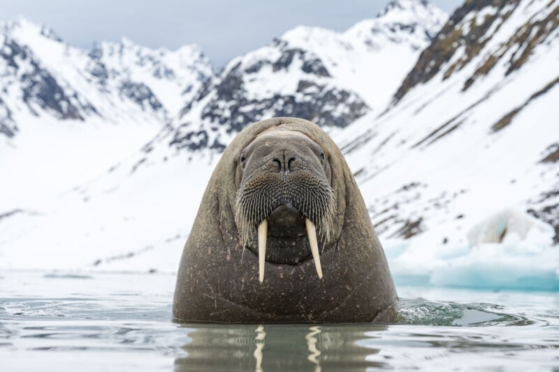 A walrus with long tusks emerges from icy water, surrounded by snow-covered mountains. The creature's whiskered face is centered, with the overcast sky enhancing the cold, arctic atmosphere.