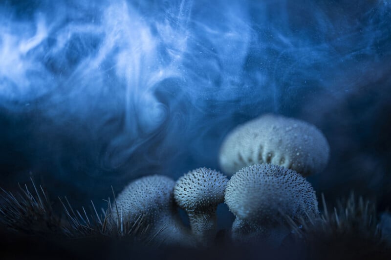 A mystical scene with a cluster of small, textured mushrooms surrounded by a swirling mist, illuminated by blue light. The background is dark and atmospheric, adding to the otherworldly appearance.