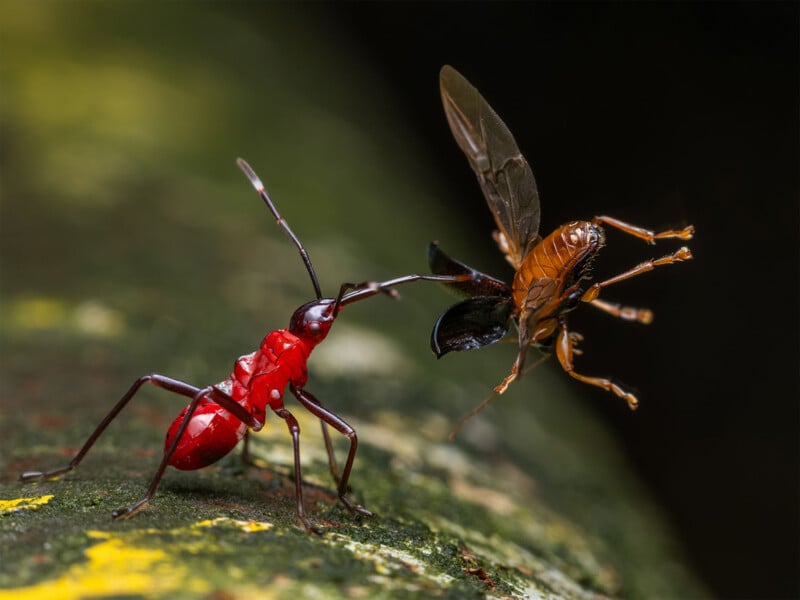 A vibrant red ant aggressively interacts with a flying insect on a mossy surface. The ant's mandibles are raised, and the insect flutters its wings. The background is dark and blurred, highlighting the intense scene.