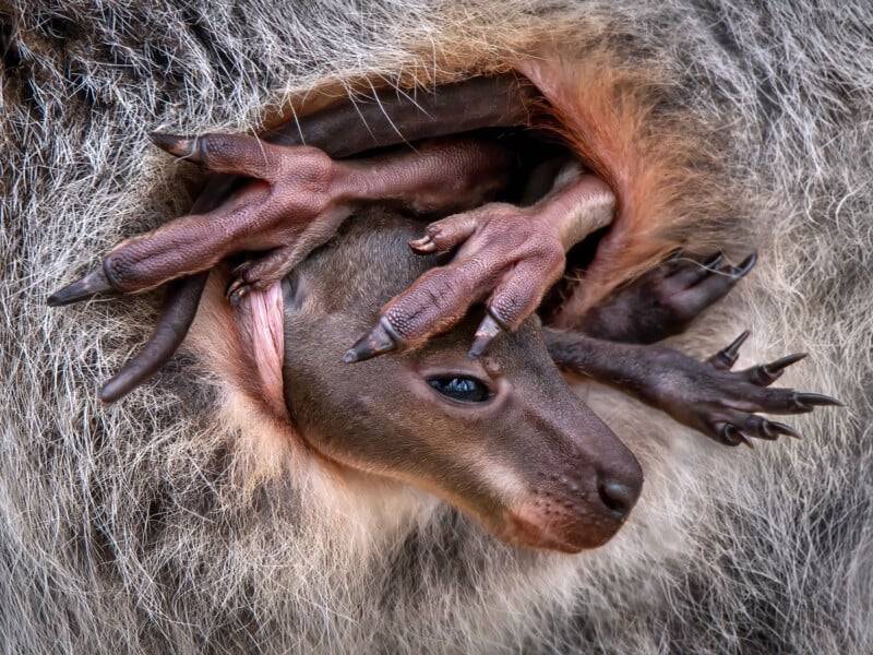 A baby kangaroo, or joey, partially emerges from its mother's pouch, showing its face and paws. The fur around the pouch is grey, and the joey's skin is smooth and pinkish-brown.