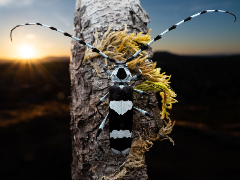 A banded longhorn beetle with black and white stripes climbs on a tree trunk covered with yellow lichen. The sun sets in the background, casting a warm glow over the landscape.