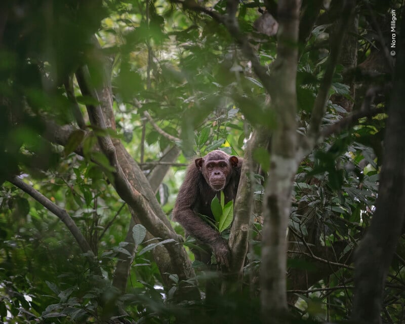 A chimpanzee sits on a tree branch surrounded by lush green leaves in a dense forest. The scene is peaceful, with soft lighting filtering through the foliage, highlighting the chimpanzee's face and the natural environment.