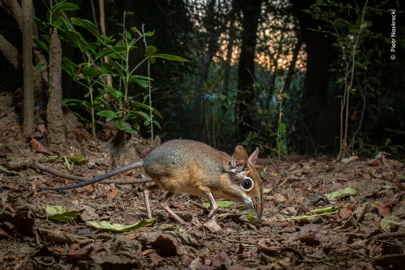 A small elephant shrew with a long nose and large ears walks on fallen leaves in a forest. It's surrounded by trees and plants, with sunlight filtering through the leaves in the background.