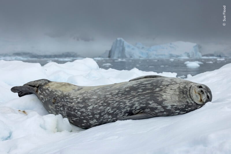 A Weddell seal resting on ice, surrounded by snow and distant icebergs under a cloudy sky in an Antarctic setting.