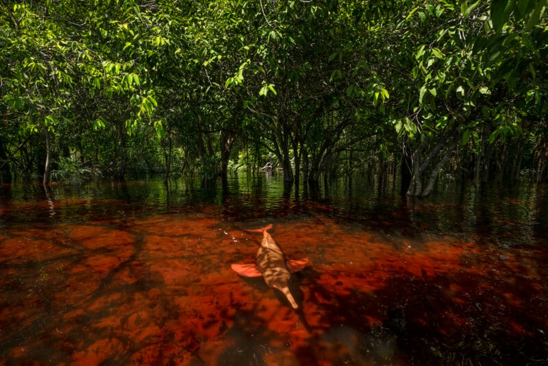 A capybara is swimming through rust-colored, reflective water in a dense forest with lush green foliage. Sunlight filters through the trees, highlighting the tranquil scene and casting soft shadows.